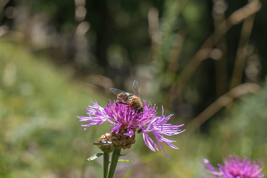 Oberjoch Wandern - Wanderung zum Spieser - Biene